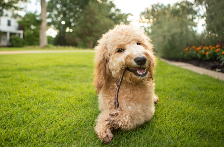 Cushing’s Syndrome in Dogs