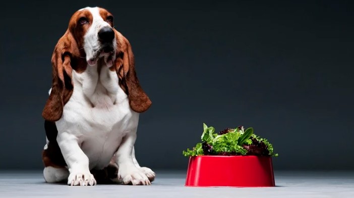Can Dogs eat lettuce