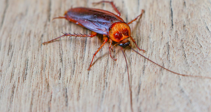 why you should opt for cockroach pest control