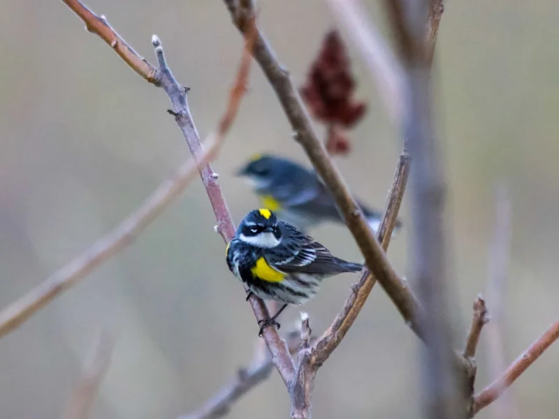divorce attorney free consultation near me - A yellow-rumped warbler seen atop Mount Agamenticus in York, Maine during the Spring Migration. Warblers are some of the most spectacular birds to watch for each year. Follow on Instagram @wildlife_by_yuri, and find more free plastic pollution photos at: https://www.wildlifebyyuri.com/free-ocean-photography
