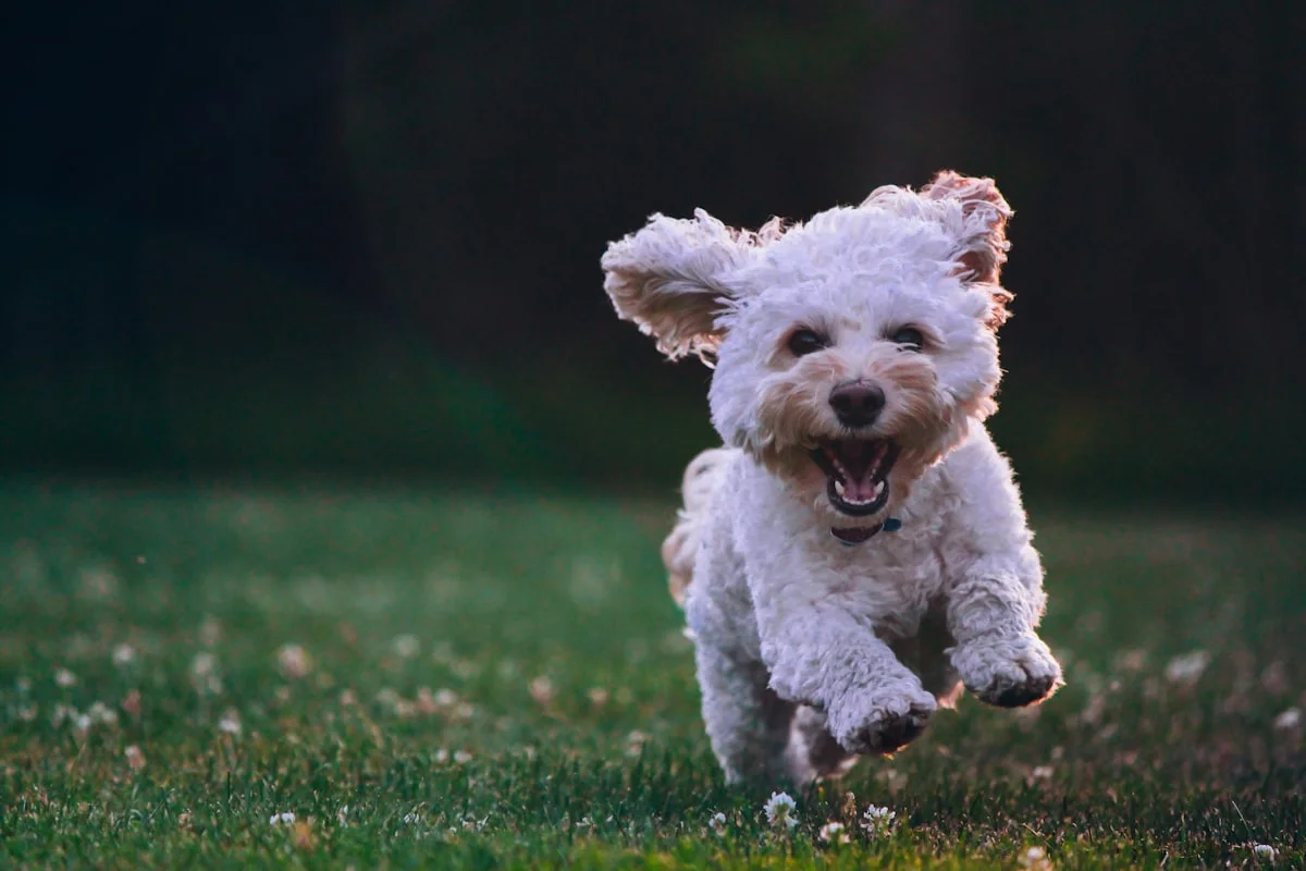 How to Train Your Dog to Stop Barking at Night â€“ Step-by-Step - Fluffy cockapoo having the time of his life at the park
