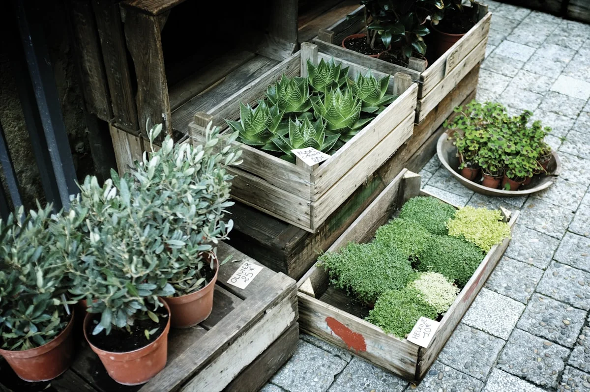 indoor herb garden setup guide - None