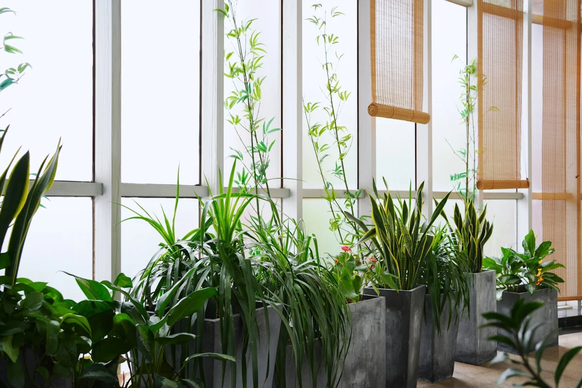 indoor plants that purify air naturally - None