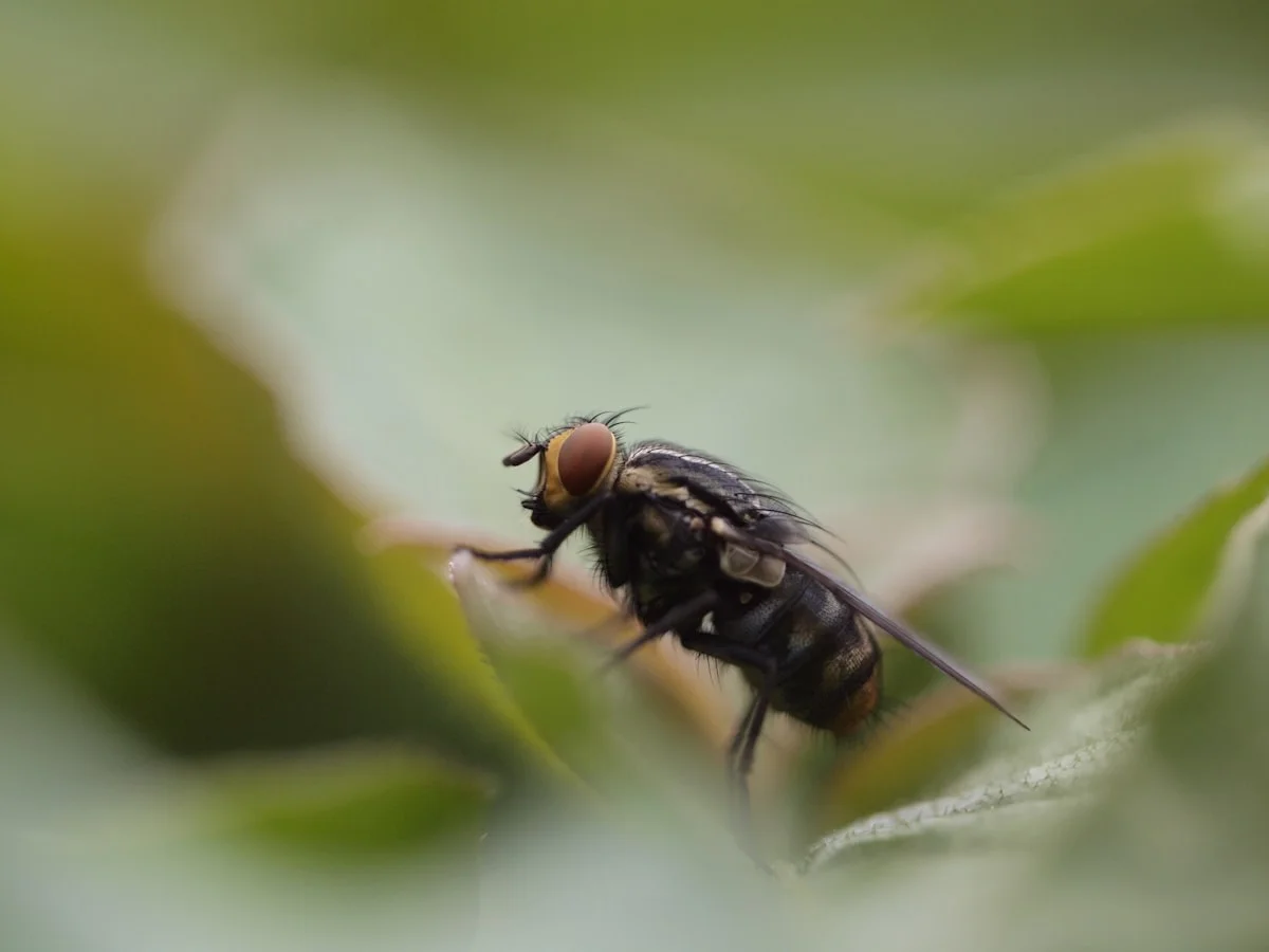 pest control natural methods - Fly