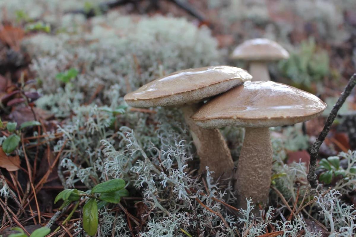 beginners guide to identifying edible wild mushrooms in Massachusetts - Wet brown mushrooms
