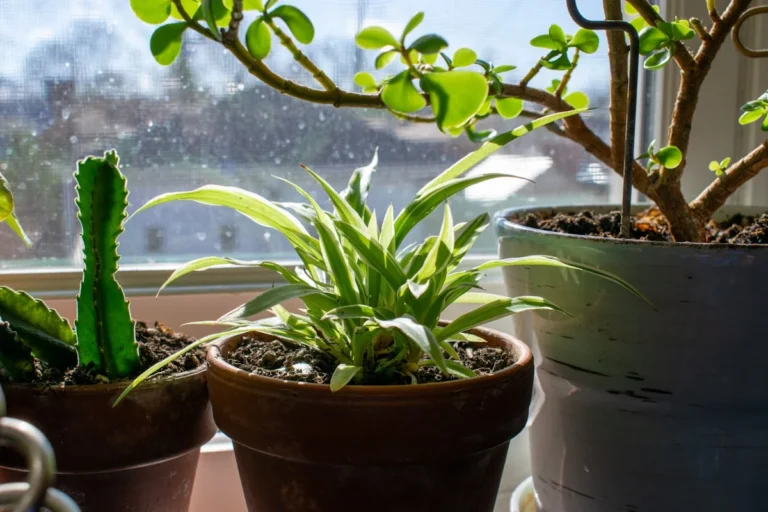how to grow succulents indoors without sunlight US guide - Basking in the sun's gentle rays, a robust jade plant stands harmoniously next to a petite cactus on a windowsill. The jade, with its thick, lush leaves, contrasts beautifully with the cactus's prickly demeanor. Both thrive in their cozy pots, forming a symbiotic tableau of desert resilience and beauty. This scene captures the charm of bringing a piece of nature indoors, offering a daily dose of green serenity amid the hustle and bustle of life.