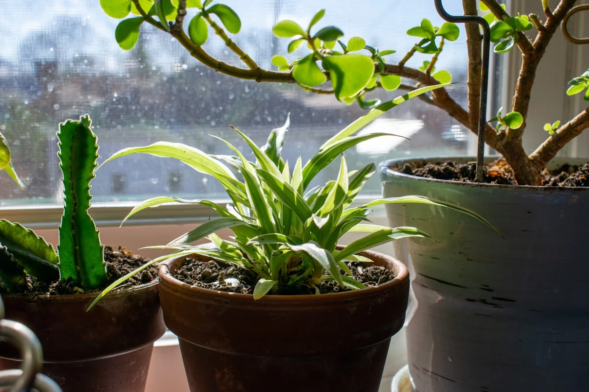 how to grow succulents indoors without sunlight US guide - Basking in the sun's gentle rays, a robust jade plant stands harmoniously next to a petite cactus on a windowsill. The jade, with its thick, lush leaves, contrasts beautifully with the cactus's prickly demeanor. Both thrive in their cozy pots, forming a symbiotic tableau of desert resilience and beauty. This scene captures the charm of bringing a piece of nature indoors, offering a daily dose of green serenity amid the hustle and bustle of life.