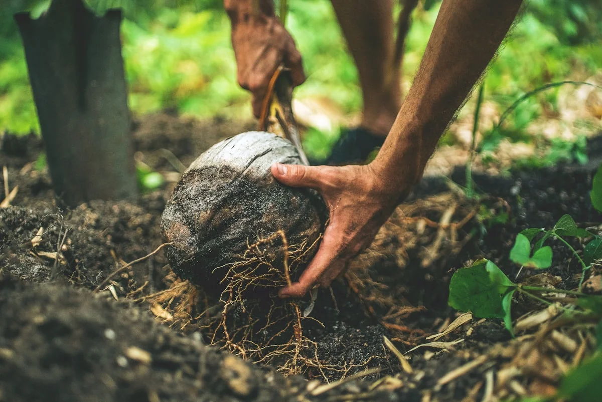 how to make pie in grow a garden - Harvesting Coconuts