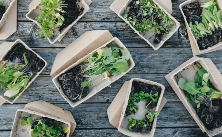 how to make salad in grow a garden - Veggie plugs on a table top, perfect size for hero images
