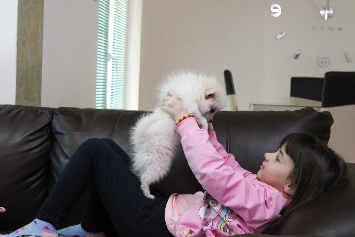 how to train your puppy to stay off the furniture - None